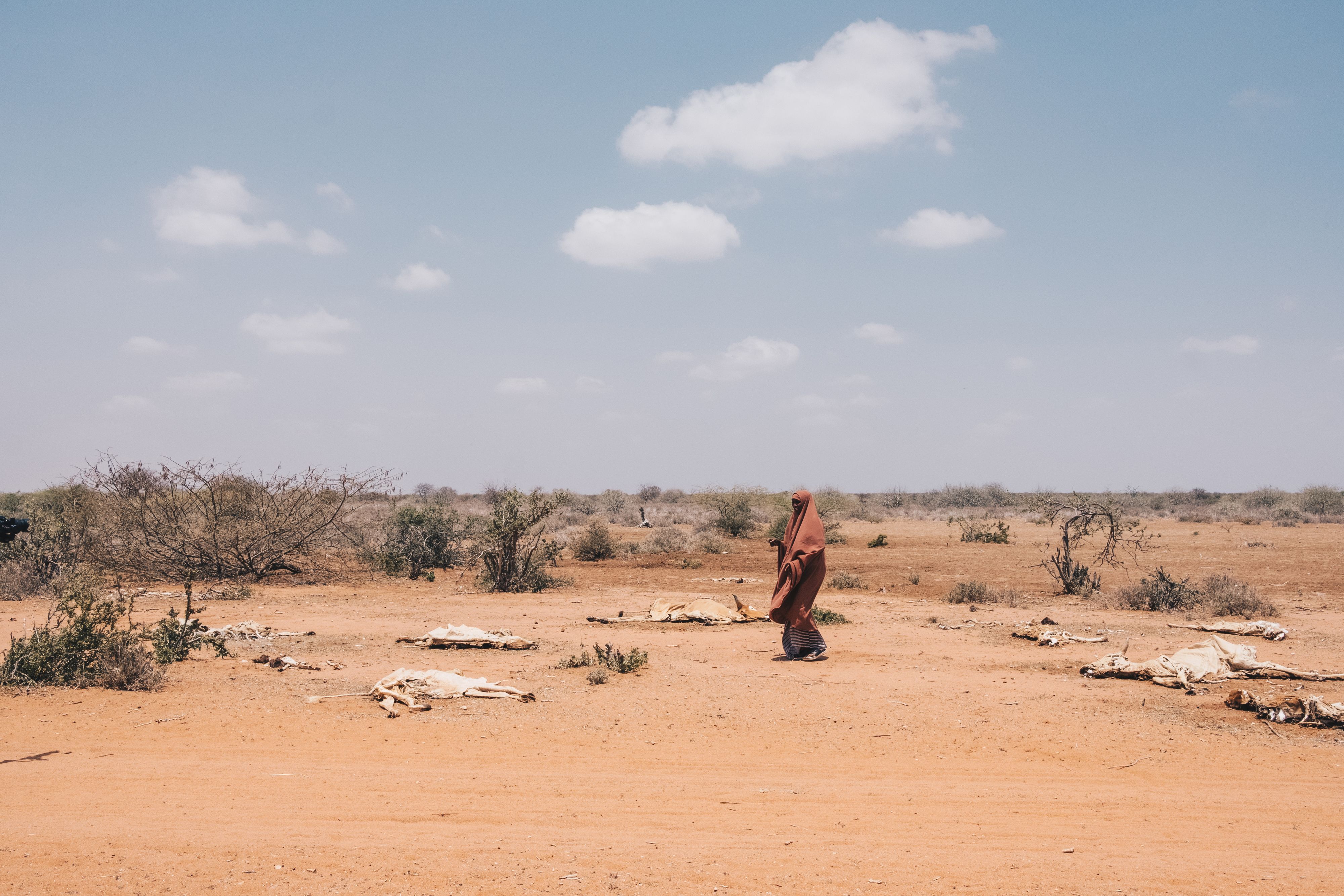 Asli Duqow stands among the carcasses of her livestock in Wajir, Kenya.