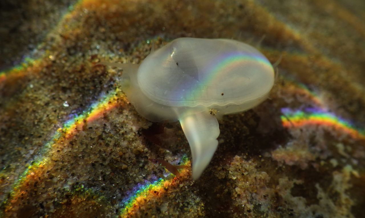 Cymatioa cooki, a tiny translucent clam previously thought to be extinct and only known from fossils, was found on the underside of intertidal rocks at Naples Point in Santa Barbara County by Jeff Goddard, a research associate at the University of California Santa Barbara's Marine Science Institute.