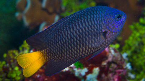 This colorful damselfish was found living in the eastern Indian and western Pacific oceans.