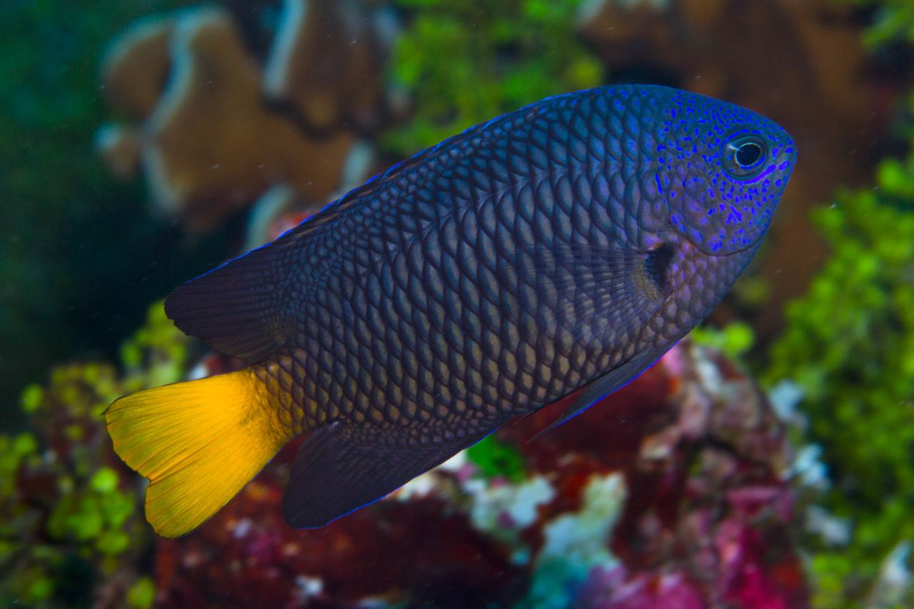 Scientists, hobbyists and nature-lovers around the world identified more than a hundred new species in 2022. Researchers at the California Academy of Sciences, working with their international collaborators, were responsible for 146 such discoveries — like the colorful damselfish Pomacentrus xanthocercus, found living in the eastern Indian and western Pacific oceans.