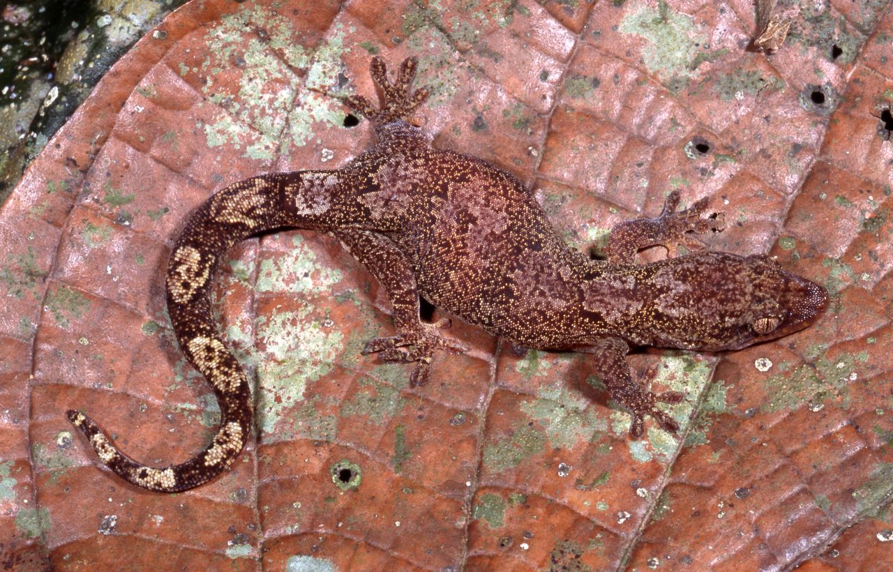 Academy research associate Aaron Bauer tripled the number of known Bavayia gecko species from 13 to 41 with his findings this year. The small forest-dwelling geckos live on the islands of New Caledonia in the Pacific Ocean.
