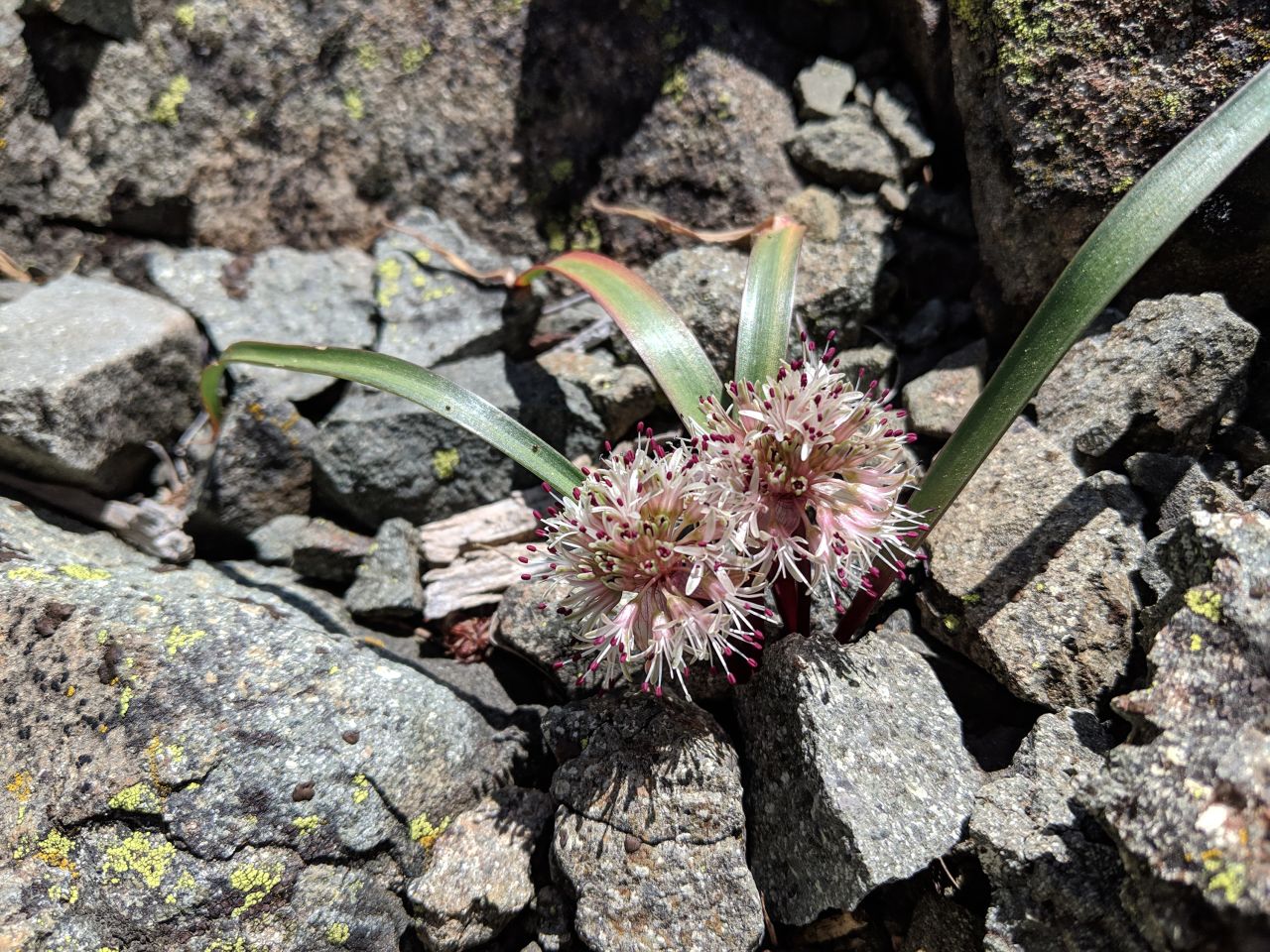 The Minnesota Mountain onion was found by chance in 2015, during a brief excursion on top of the California peak by researchers on a helicopter trip. Recently, more of this onion was found on nearby Salt Creek Mountain, confirming it as a new species.