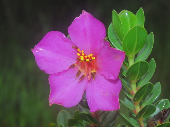 Microlicia daneui flowering plant