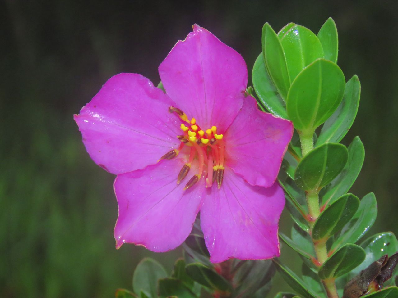 Academy researchers Frank Almeda and Ricardo Pacifico identified 13 new flowering plants on the isolated peaks of Brazil's campo rupestre, like the vibrant Microlicia daneui pictured here. 