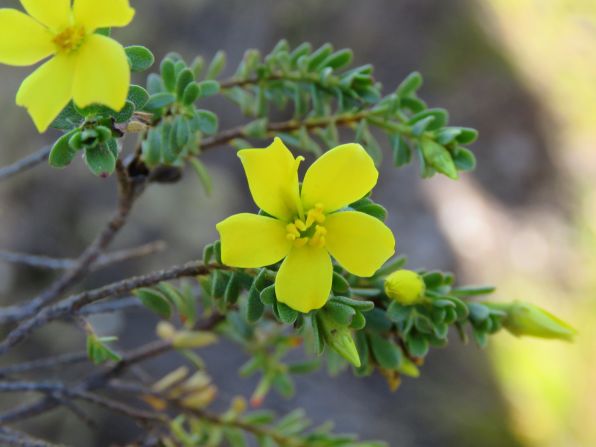 Microlicia prostrata yellow flowering shrub