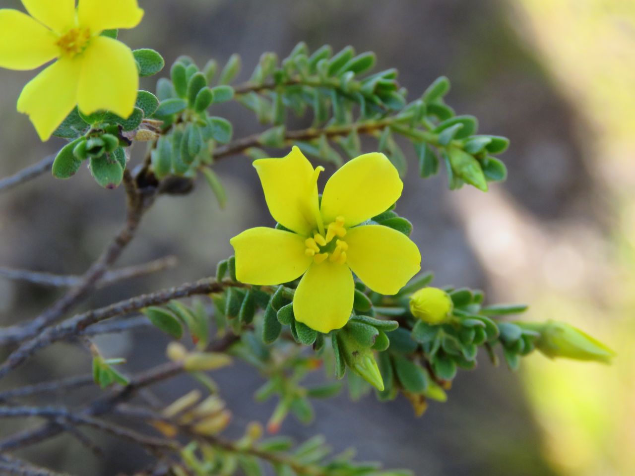 Almeda and Pacifico also found this yellow flowering shrub, named Microlicia prostrata, blooming in the region.