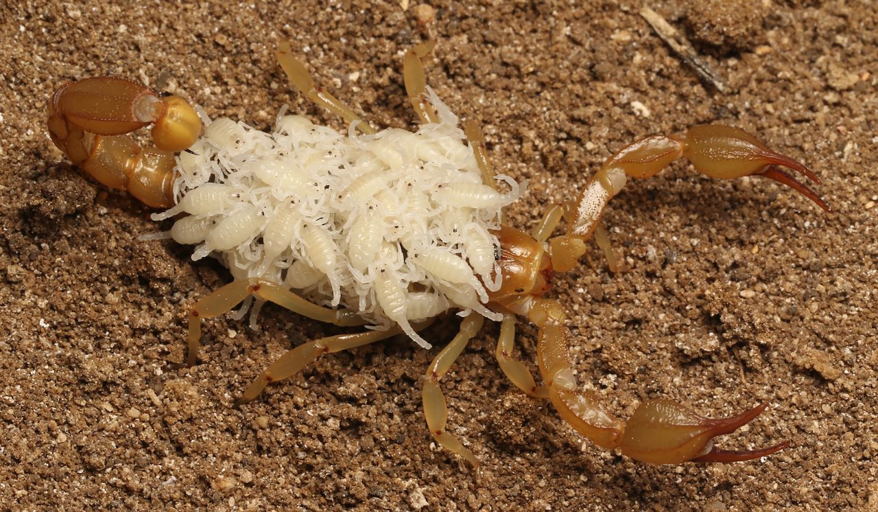 San Francisco Bay Area high school students Harper Forbes and Prakrit Jain conducted fieldwork to find a new scorpion, Paruroctonus soda, in a dry lake bed. This female can be seen carrying 51 juveniles on its back.