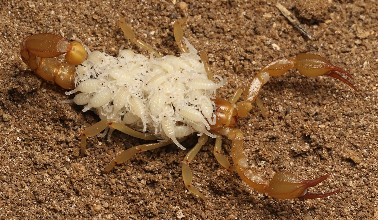 Meet some of the new species discovered in 2022 | CNN Meet some of the new species discovered in 2022 | CNN