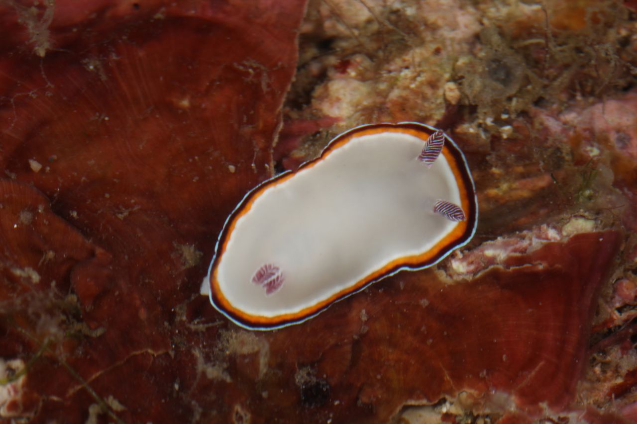Academy curator of invertebrate zoology Terry Gosliner identified 14 new sea slugs in the Indo-Pacific region. Measuring 0.6 inches (1.5 centimeters) in length, the colorfully ringed Goniobranchnus fabulus — whose name means "small bean" — was the largest one.