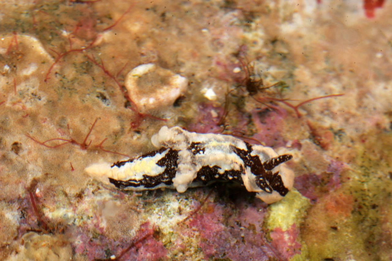 Gosliner also found this tiny sea slug, named Murphydoris adusta, which is just 0.07 inches (2 millimeters) long. That's about the same width as a strand of spaghetti.
