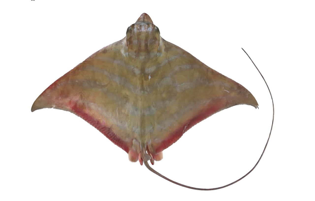 Wafic's Eagle Ray was identified in the Arabian Gulf in the Indian Ocean. The newly-identified ray has been found as bycatch in gillnet fishing, because the rays tend to swim in large groups together, and researchers this year confirmed it as a unique species.