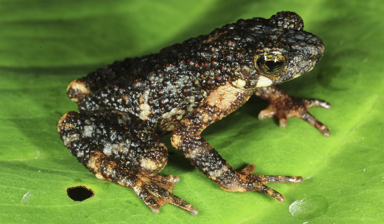 A new species of stream toad, Ansonia karen, was discovered in the Tenasserim Hills of western Thailand.