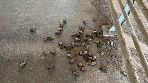 These bats fell from their roosts during the cold temperatures in Houston.