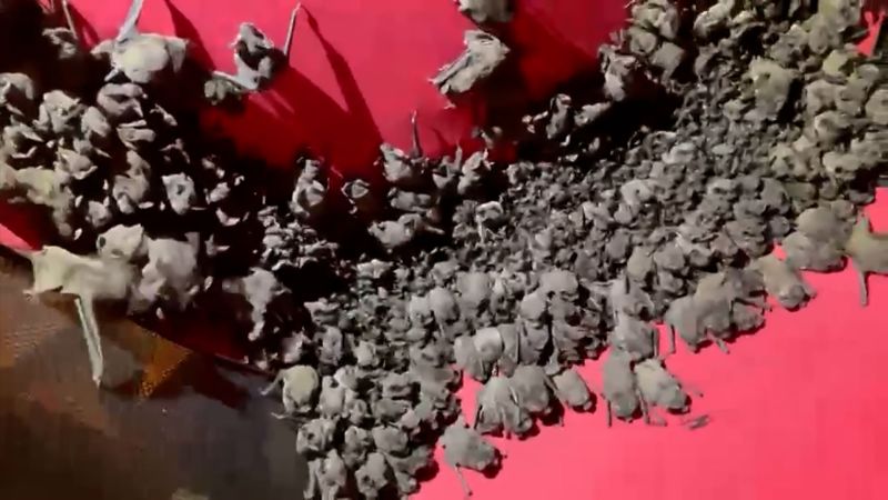 Watch: Texas woman stores hundreds of 'cold-stunned' bats in her attic | CNN
