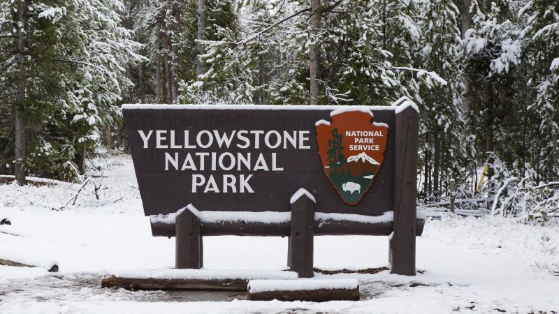Thirteen bison killed in traffic accident in Yellowstone Park