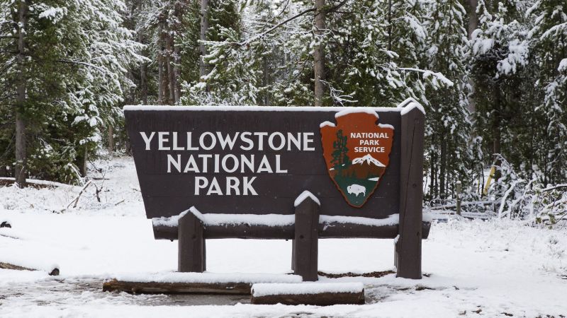 Thirteen bison killed in traffic accident near Yellowstone Park | CNN