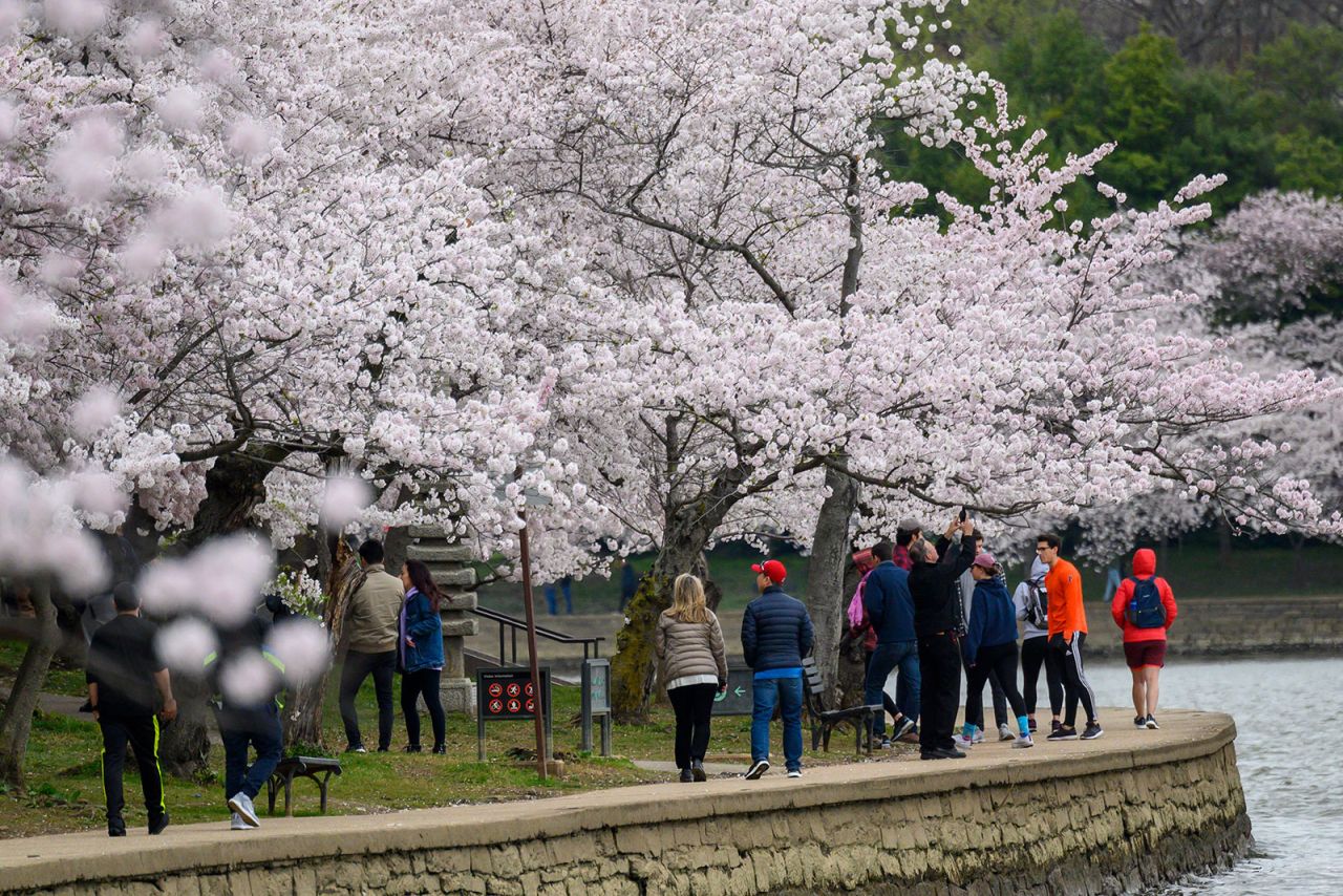 Pedestrians walk around the Tidal Basin in Washington, DC, to view the city's famous cherry blossoms in full bloom on March 21.