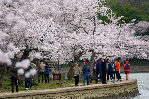 Pedestrians walk around the Tidal Basin in Washington, DC, to view the city's famous cherry blossoms in full bloom on March 21.