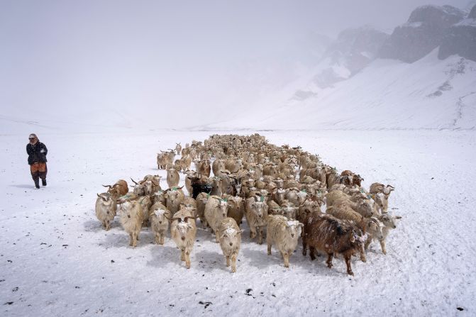 A nomadic shepherd leads a herd of goats in the snow-capped Changthang Plateau in Ladakh, India, on Saturday, April 19.