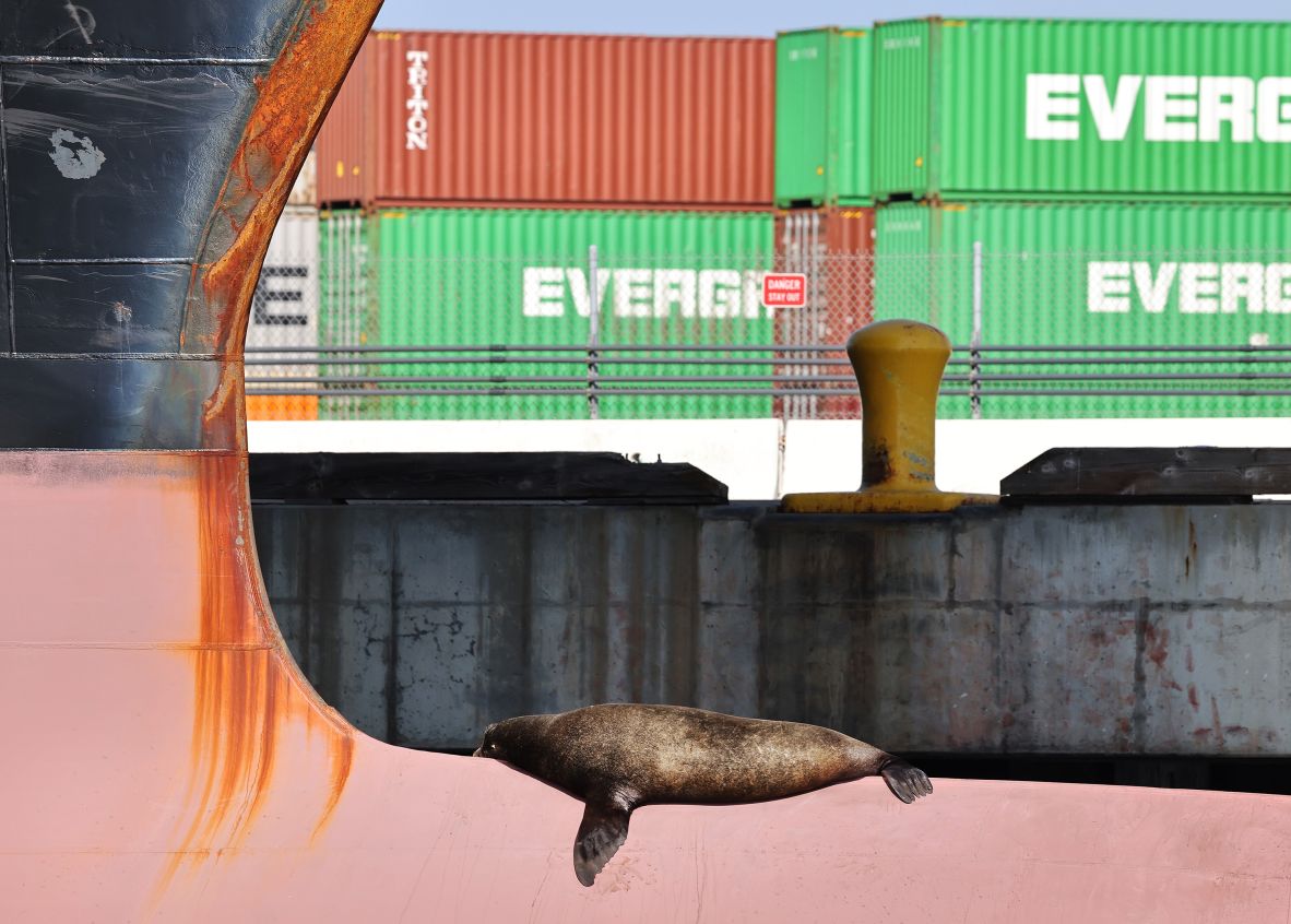 A sea lion sleeps on the bow of a container ship at the Port of Los Angeles on Wednesday, June 25.