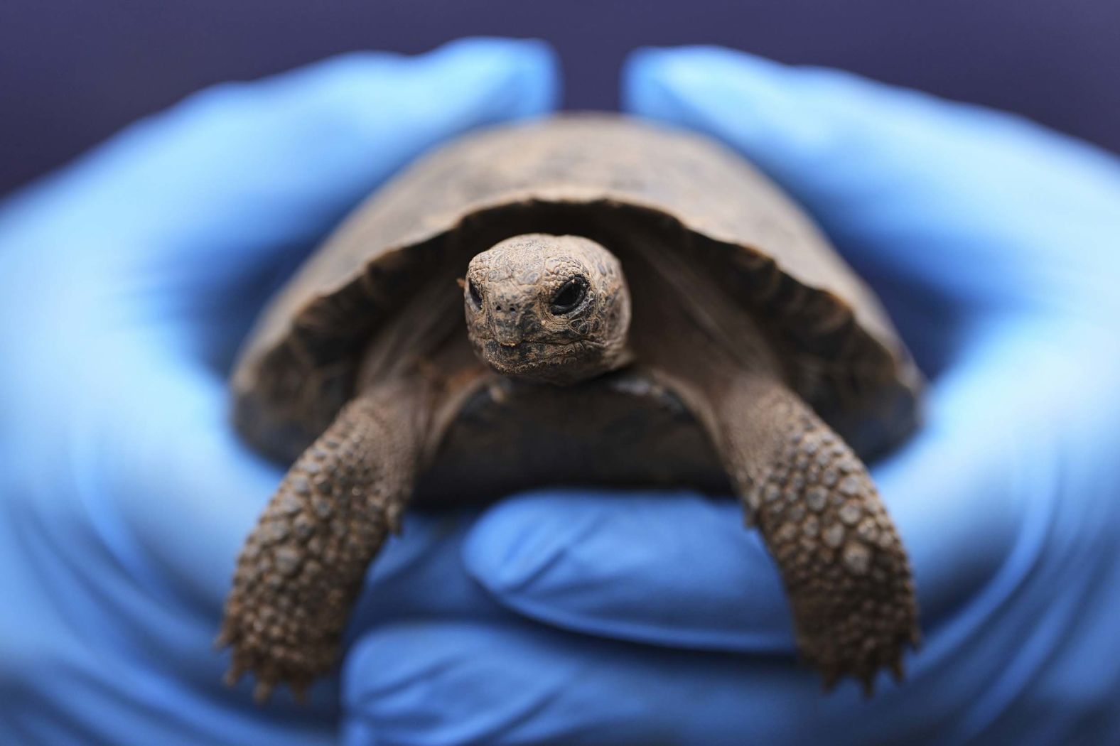 A staff member holds one of the 16 critically endangered western Santa Cruz tortoise hatchlings during their debut at the Philadelphia Zoo on Wednesday, August 20.