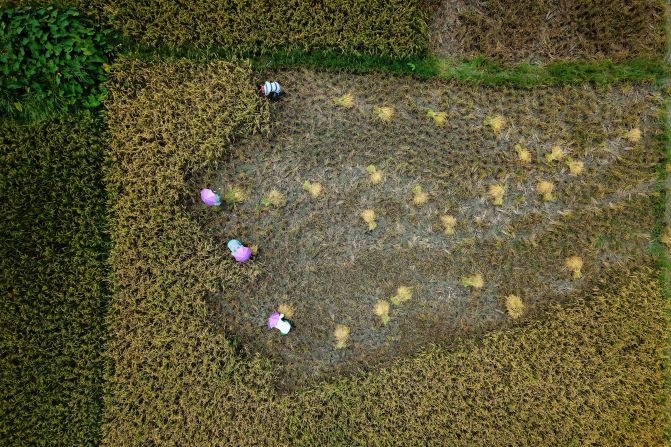 In this aerial photo, taken on Saturday, May 24, farmers harvest rice on the outskirts of Guwahati, India.