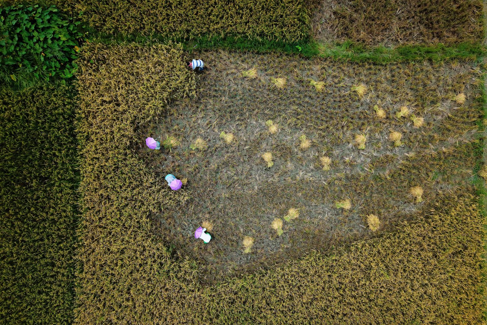 In this aerial photo, taken on Saturday, May 24, farmers harvest rice on the outskirts of Guwahati, India.