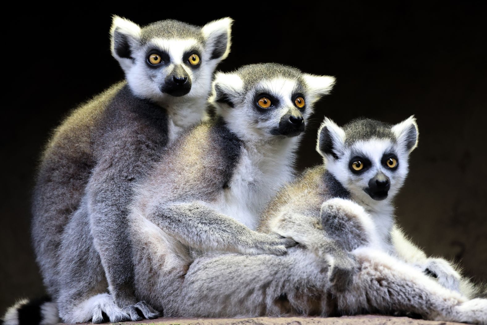 Ring-tailed lemurs huddle together at the Exzootic Indoor Zoo in Kuwait City on Sunday, December 29.