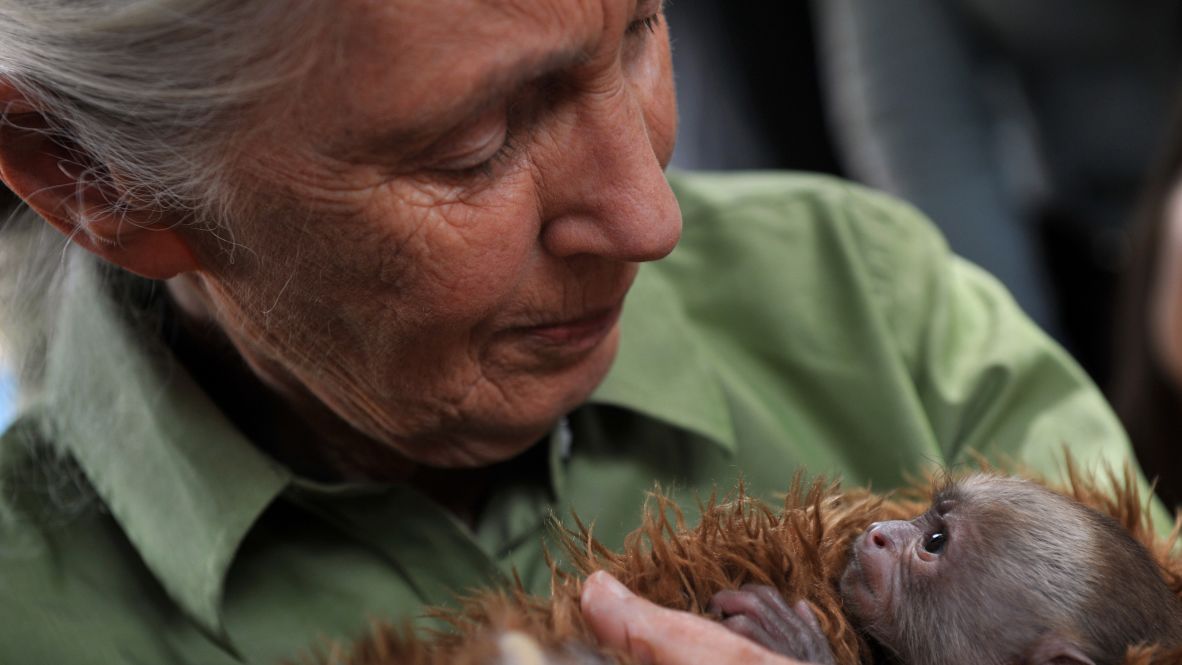 Goodall holds a baby white-faced capuchin while visiting Chile in 2013.