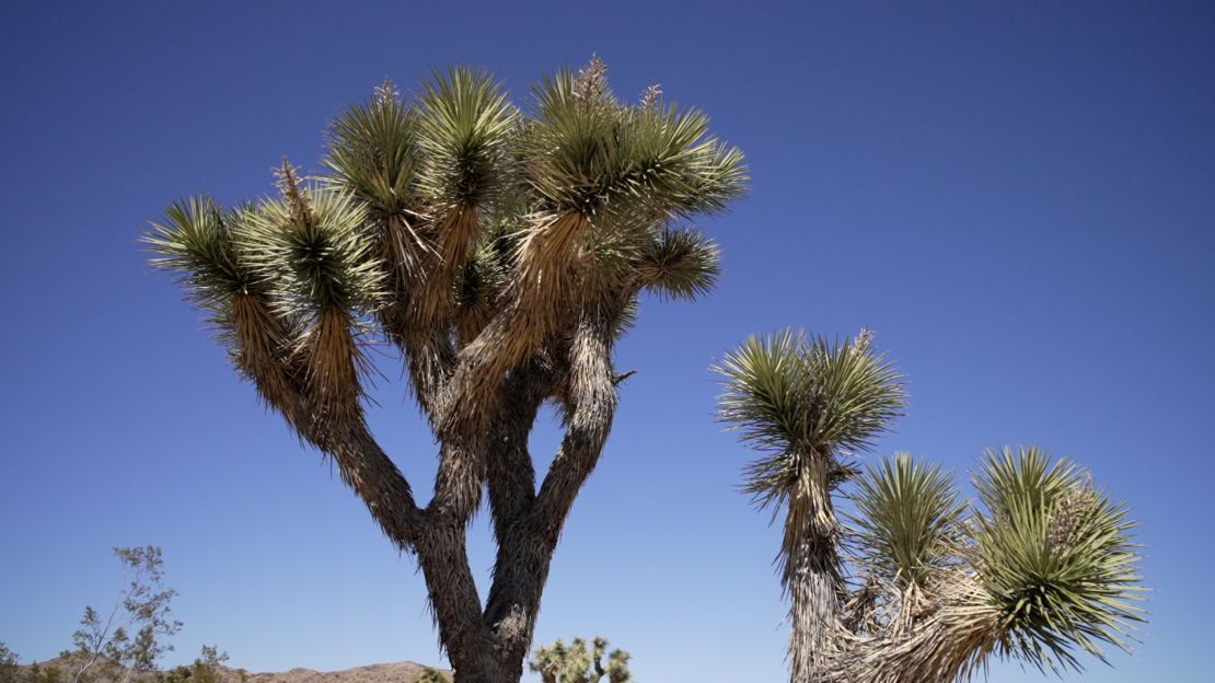 The famed Joshua tree, which is facing increased threats from a warming climate.
