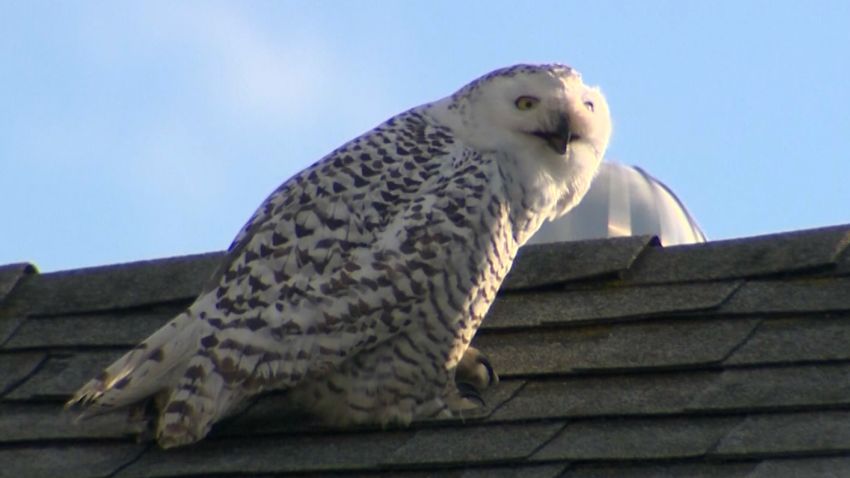 CA Snow Owl 1