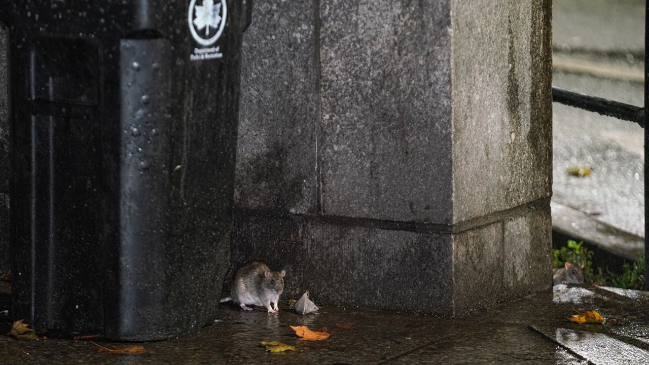A rat scavages by a trash bin in New York in October.