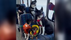 Doggie Daycare Bus 4