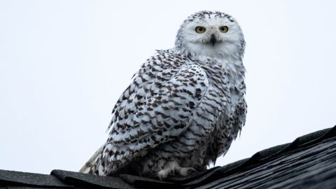 Pictured is the snowy owl perched on a rooftop in a neighborhood in Cypress, California, on December 31, 2022. 