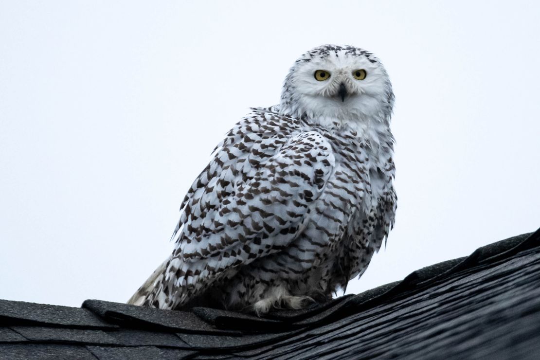 Pictured is the snowy owl perched on a rooftop in a neighborhood in Cypress, California, on December 31, 2022. 