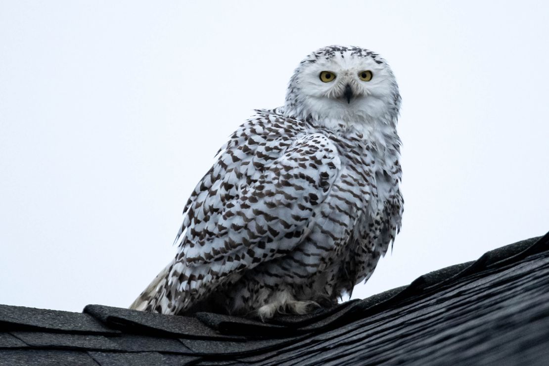 Pictured is the snowy owl perched on a rooftop in a neighborhood in Cypress, California, on December 31, 2022.