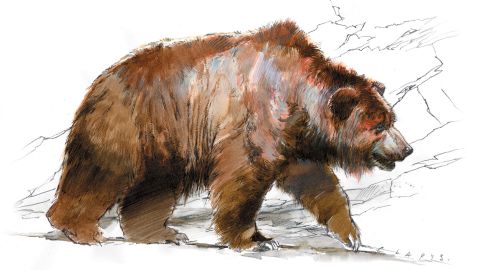 Cave bears could reach a length of more than three meters.