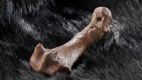 The cave bear foot bone featured detailed cut marks. 