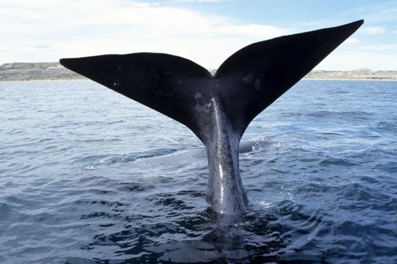 Rare footage shows the ocean from an endangered whale's point of view