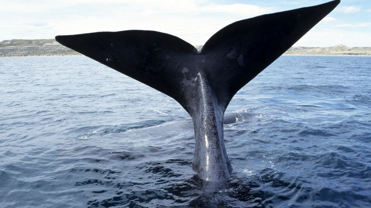 Place: Argentina Valdes Peninsula Season: spring Behaviour: north atlantic right whales callosities. We can distinguish the north atlantic right whale of the other cetaceans by the way, by breathing, they expel the air, in the form of V, up to four metres in height. These whales also differ by the presence of excrescence at the level of the head. Both gulfs of the Valdes peninsula are the ideal places so that whales can mate and give birth to whale calves. (Photo by Gilles MARTIN/Gamma-Rapho via Getty Images)