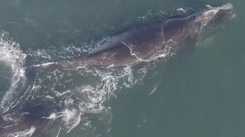 Rare footage shows the ocean from an endangered whale's point of