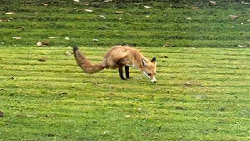 Two Legged Fox 1