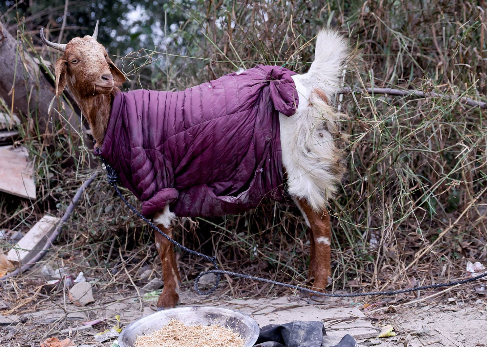 A goat wears a jacket on a cold morning in New Delhi on Tuesday, January 3.