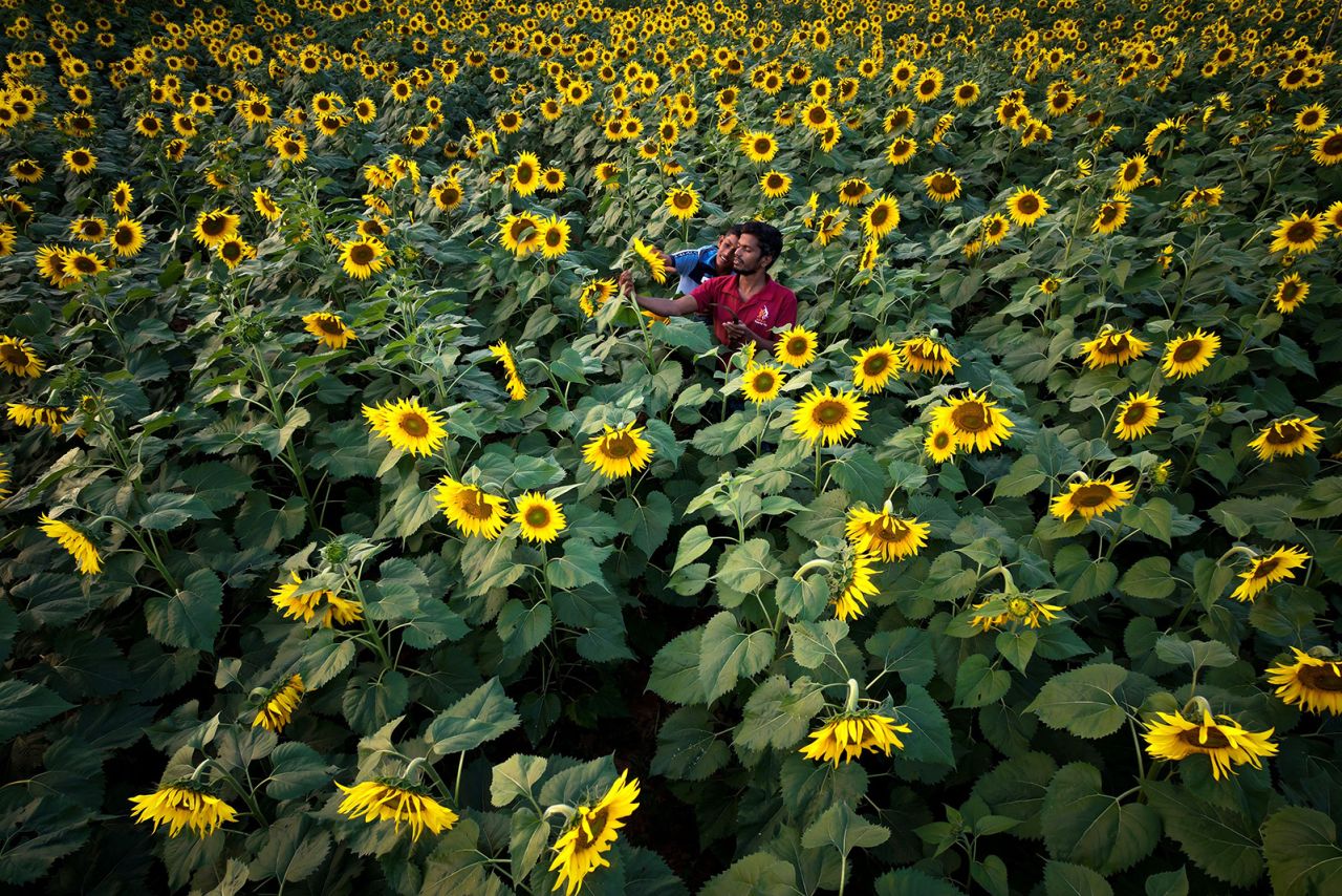 Farmers inspect sunflowers on the outskirts of Bengaluru, India, on Tuesday, January 3.