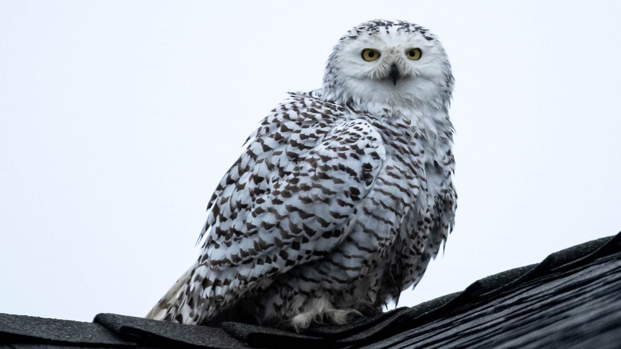 A snowy owl has been spotted in Cypress, California.
