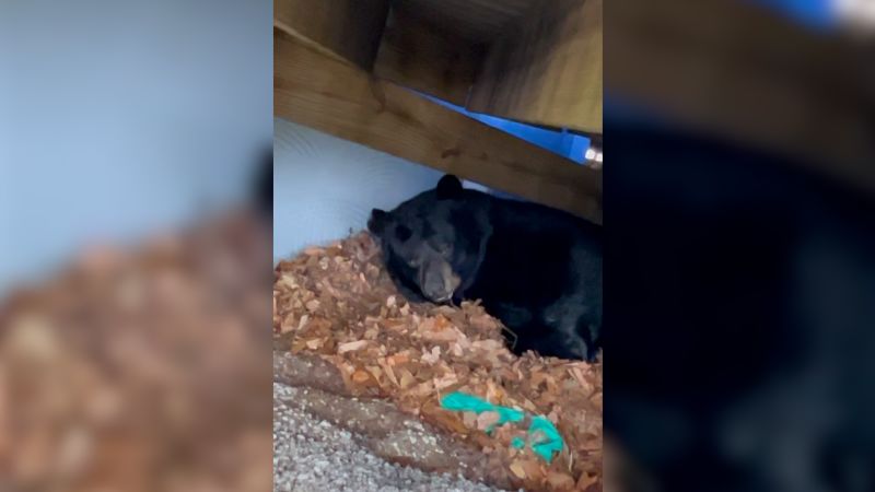 See how this Connecticut family dealt with a hibernating bear under their deck | CNN