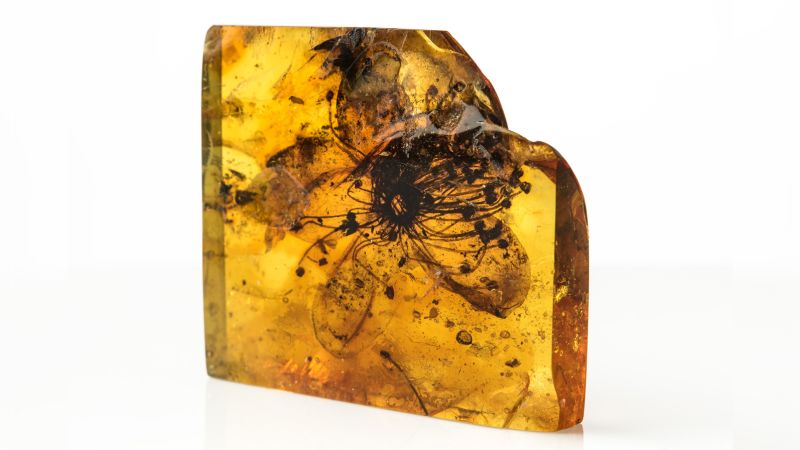 An unusually large fossilized flower preserved in amber has been identified