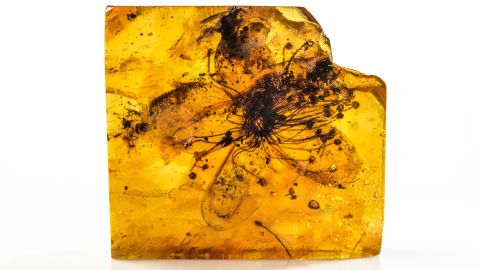Striking new images reveal beauty of forgotten and largest amber fossil of a flower