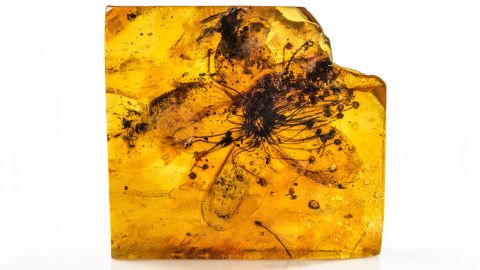 Unusually giant fossilized flower preserved in amber recognized Unusually giant fossilized flower preserved in amber recognized