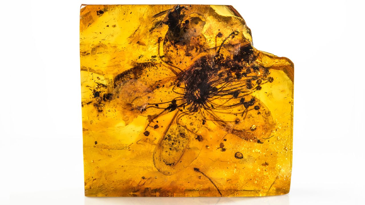 The fossil flower of the newly identified plant Symplocos kowalewskii is contained in Baltic amber. 